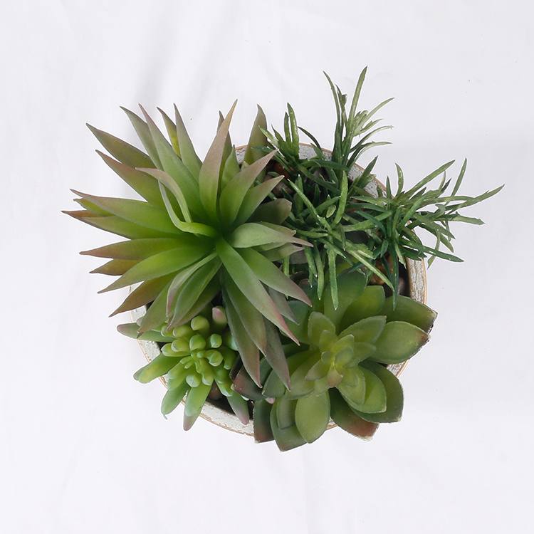 Garden-Decoration-Succulent-Mix-of-Succulents-with-Pot-Hot-Sale (5).jpg 